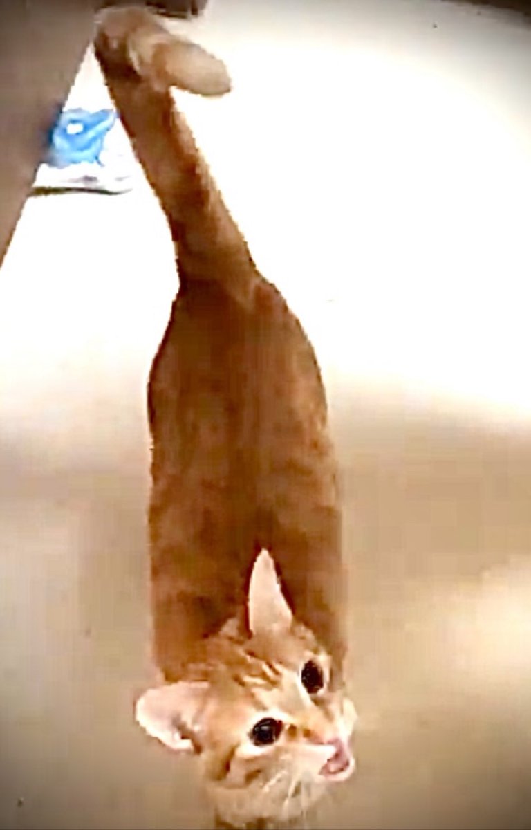 justkittenby's tweet photo. Caturday #SaturdayThoughts #Saturday #SeptemberSaturday #CatsOfTwitter #Caturday #Cats https://t.co/bZgCWPmdD5
