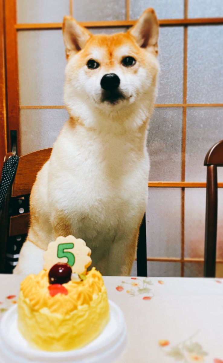 柴犬めり Noko Twitter