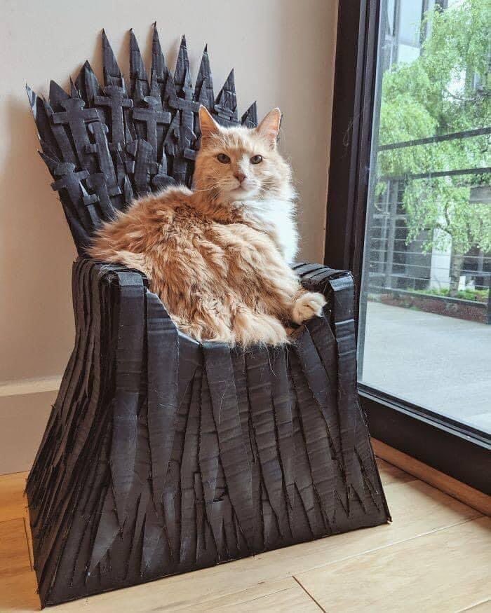 Cat of thrones