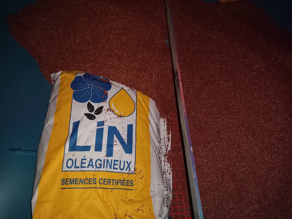 BenoitMallinger's tweet photo. Semis de lin d'hiver fait 😀 2 variété semer pour voir ce qui est mieux.  A voir si on fait mieux que cette année. 🤞🤞 https://t.co/KhnQkc1kMO