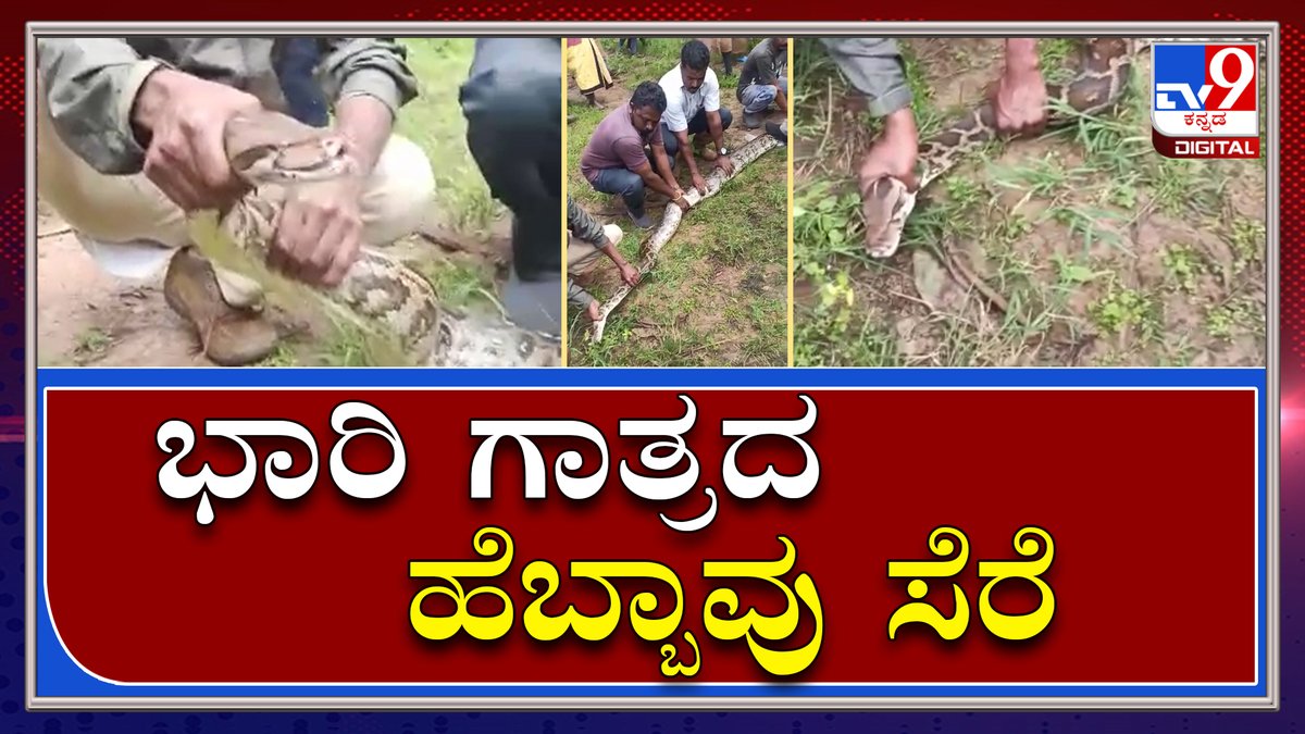tv9kannada's tweet image. ಕೊಡಗಿನಲ್ಲಿ ಬೃಹತ್ ಗಾತ್ರದ ಹೆಬ್ಬಾವು ಸೆರೆ|TV9Kannada
Video Link►youtu.be/-aK85YX3KDU
#TV9Kannada #Snakerescue #pythonsnake #hebbavu