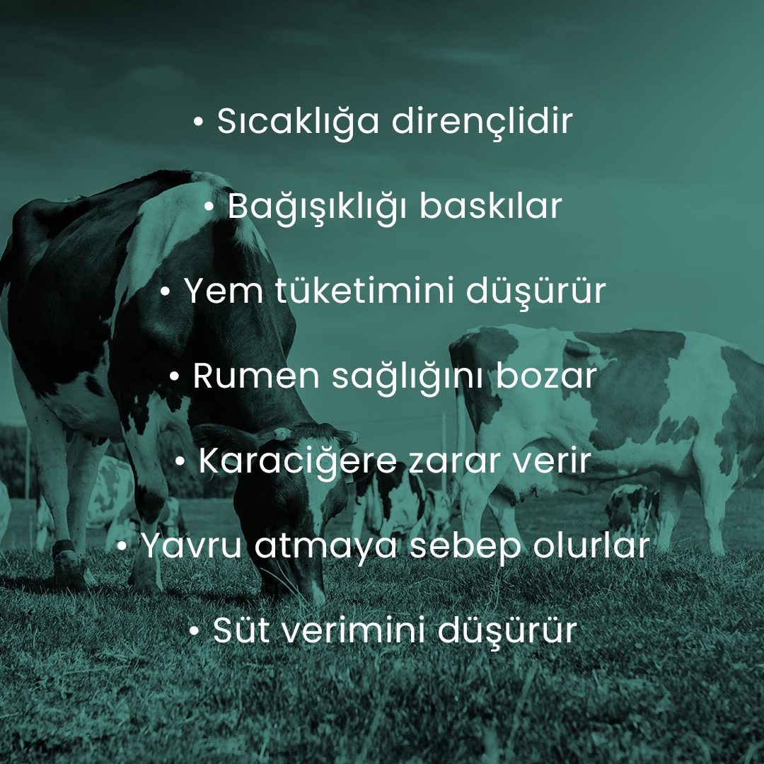 abalimyem's tweet photo. Büyükbaş ve küçükbaş beslenmesinde dikkat edilecek önemli noktalardan bir tanesi de mikotoksinlerdir. Mikotoksinlerin özelliklerini ve hayvanlara olan etkilerini sizin için derledik. Görseli kaydırarak detayları inceleyebilirsiniz. https://t.co/Y4c4gphn6U