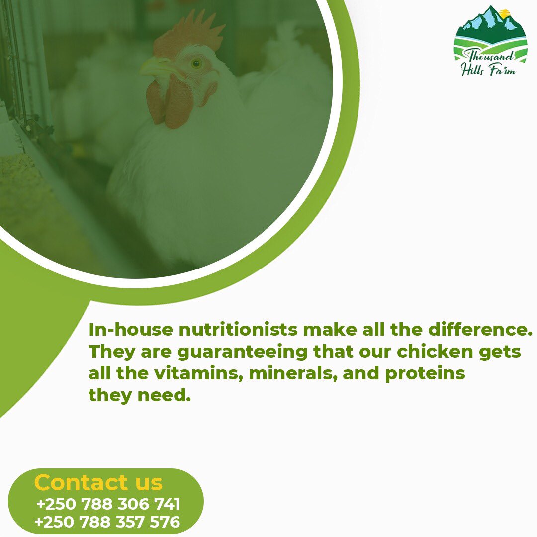 ThFarms's tweet photo. Your satisfaction is our priority. So, we carefully make sure to meet all your nutritional requirements. Call or Whatsapp us to place your order. 

#thouandhillsfarm #foodservices #rwanda #delivery #chicken #butchery https://t.co/9uK1WYXzJH