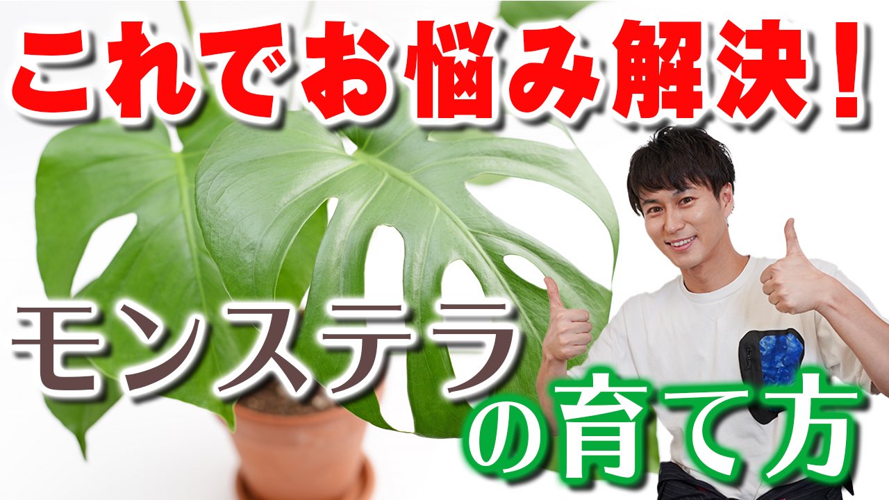 三上真史 今回は人気の観葉植物モンステラです 基本の育て方 そしてお悩み解決 これでもうバランスの悪いモンステラとはおさらばです カッコよく元気なモンステラと過ごしましょう モンステラ 元気にバランス良く育てる極意 教えます 剪定