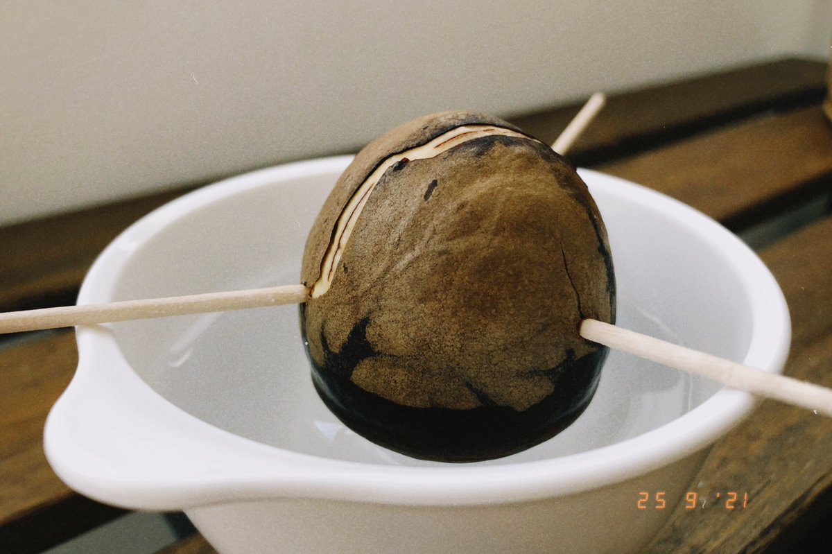 潤 Jun Fo Rn 英語勉強中 V Twitter Avocadodiary Day 6 Charlie Is Getting More Wrinkly Wrinkled I Hope It S One Of The Signs Of Sprout チャーリーがシワシワになってきている 芽が出る合図だといいんだけどな Special Thanks Sukiさんの