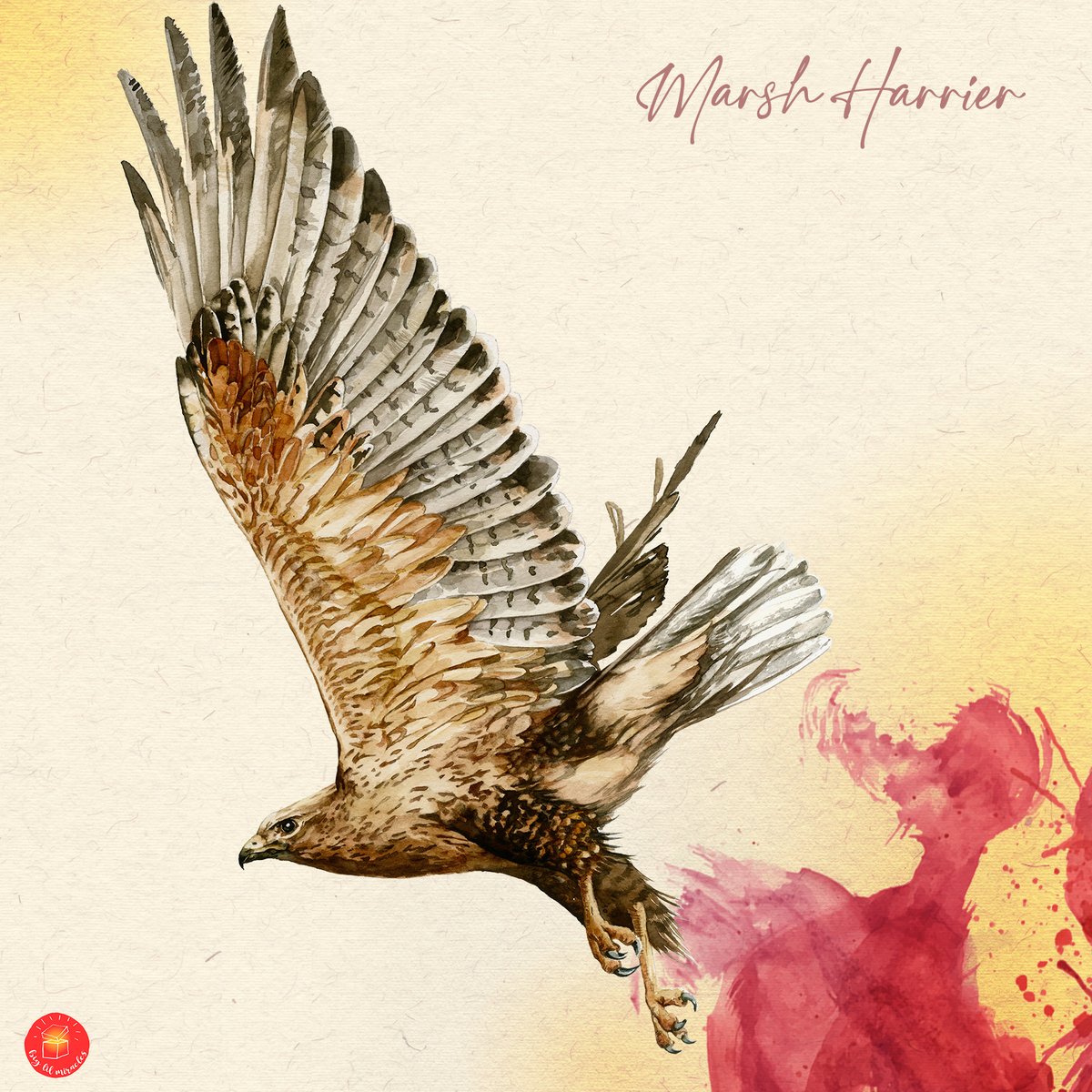 biglilmiracles's tweet photo. Marsh Harrier
.
.
.
#birdie #falcon #marshharrier #watercolorpainting #dailyart #wildlifeplanet #watercolor #watercolorart #watercolordaily #birdspainting #watercolorpaint https://t.co/srHXqUuJfC