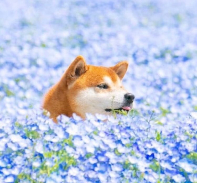 piinkibun's tweet photo. this dog is living his dream https://t.co/Bu5DTPR3uG