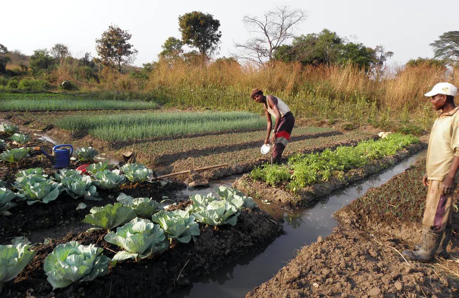 Tsogang3's tweet photo. I know that crop farming is not for everyone. But since eating is for everyone, we need as many crop farmers as possible. https://t.co/eo4EzntWLl