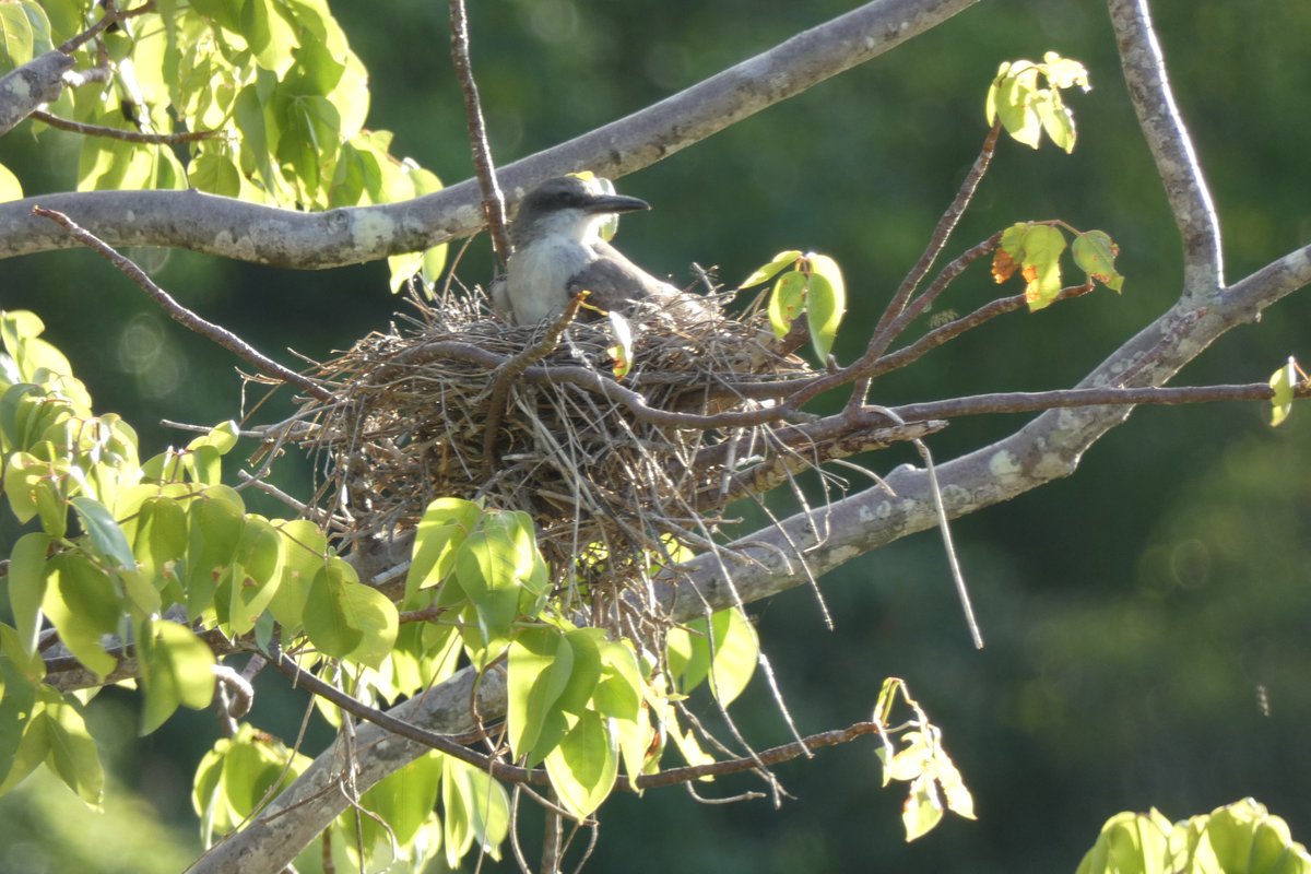 Kingbirds nesting in my tree.
,<a href="/EAGAntigua/">EAG 🦜🦎🌿🐢</a> #caribbeanbirds #antiguaandbarbuda
#adventureantigua #Kingbird