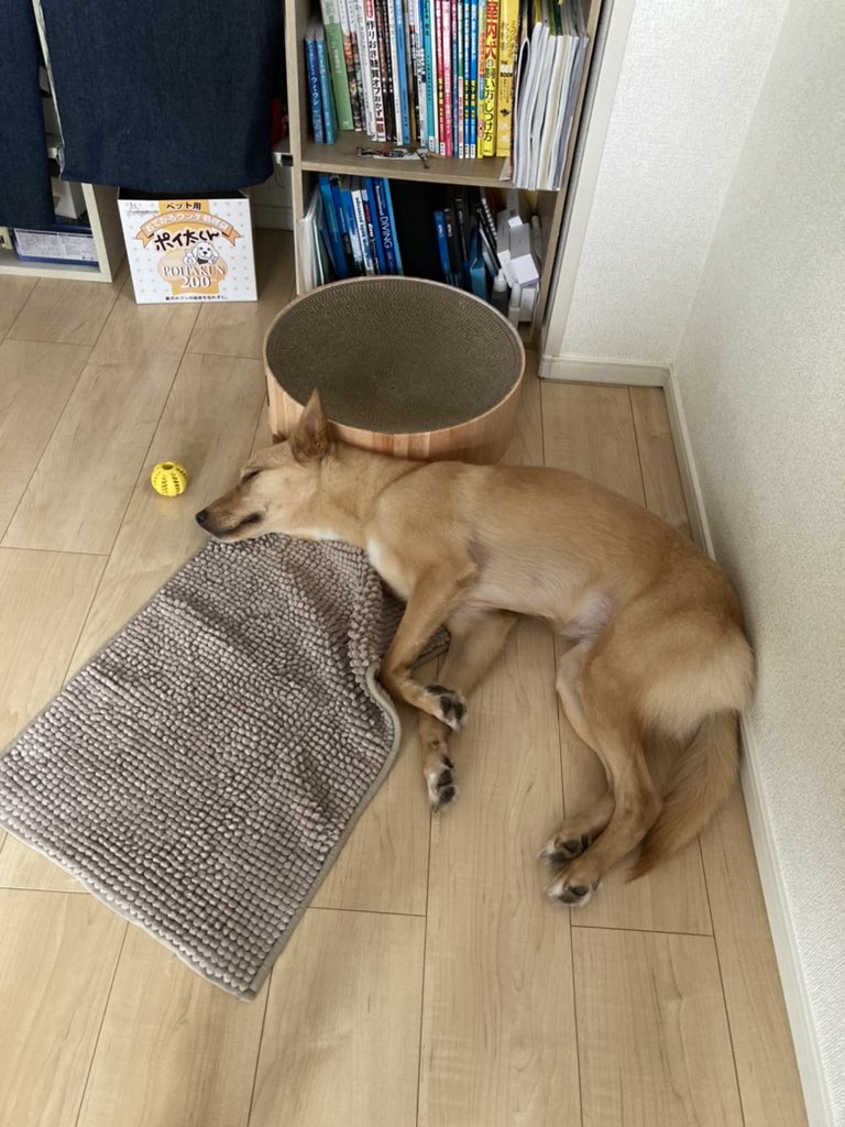 rinasakura35's tweet photo. 【茨城県水戸市で迷子犬を探しています。シェア拡散希望】9/23に預けていたペットホテルから脱走してしまったうちの犬・ハナを探しています。ポスター添付しています。是非皆様の目撃情報をお待ちしています！FBリンク：https://t.co/XjJRgDVB9j https://t.co/9zihrpuLvf