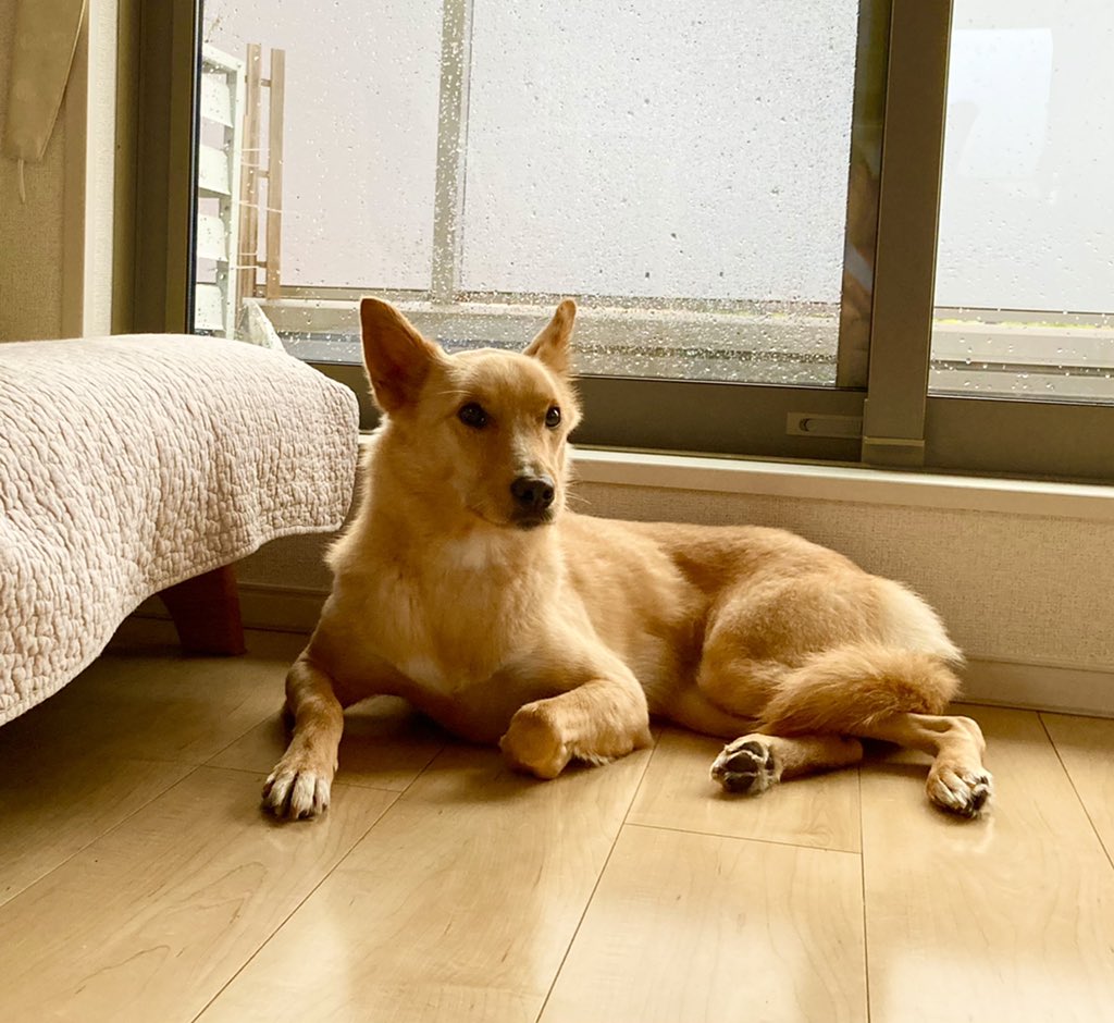 rinasakura35's tweet photo. 【茨城県水戸市で迷子犬を探しています。シェア拡散希望】9/23に預けていたペットホテルから脱走してしまったうちの犬・ハナを探しています。ポスター添付しています。是非皆様の目撃情報をお待ちしています！FBリンク：https://t.co/XjJRgDVB9j https://t.co/9zihrpuLvf