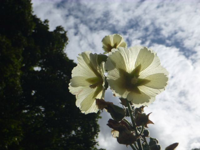 LSterneTrust's tweet image. Last few days for Shandy Hall gardens. Shandy Hall remains open by appointment #gardens #ShandyHall laurencesternetrust.org.uk/visit-us.php