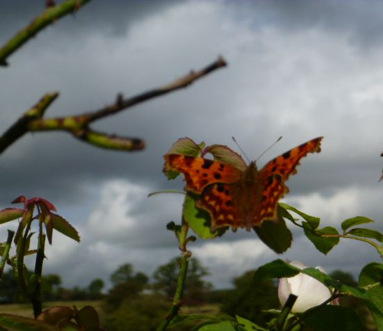 LSterneTrust's tweet image. Last few days for Shandy Hall gardens. Shandy Hall remains open by appointment #gardens #ShandyHall laurencesternetrust.org.uk/visit-us.php