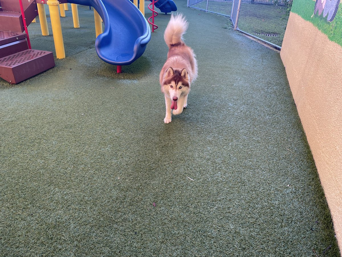 cperez2976's tweet photo. Lost Dog, we are housing him at @CRHadleyElem while we distribute food with @FarmShareFL and @ChristiFraga 🐶 https://t.co/uKhAUvh6kX