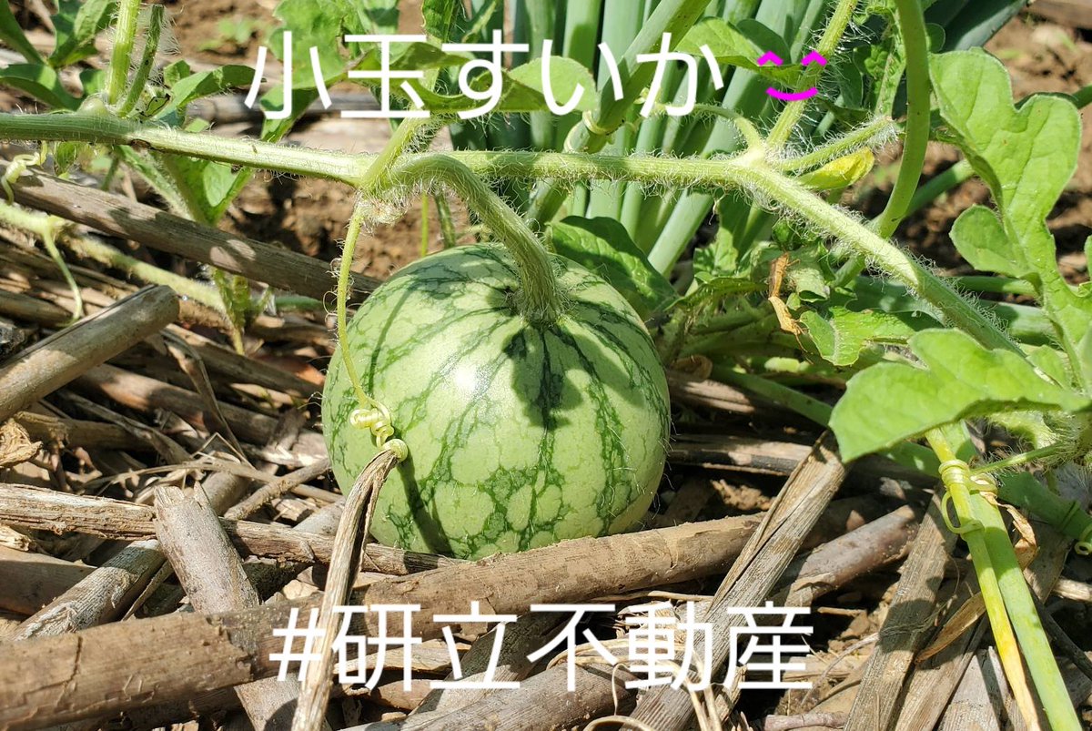 tksysfm's tweet photo. あきらめていた小玉すいか😅 勉強になります✨ 昨日の判断のズレ… そこからの学びは大きかったです😄 今日もたくさんのサポートありがとうございましたm(_ _)m

#研立不動産 #たくし学園 #小玉すいか #投資期間 https://t.co/xnQyYLLCph