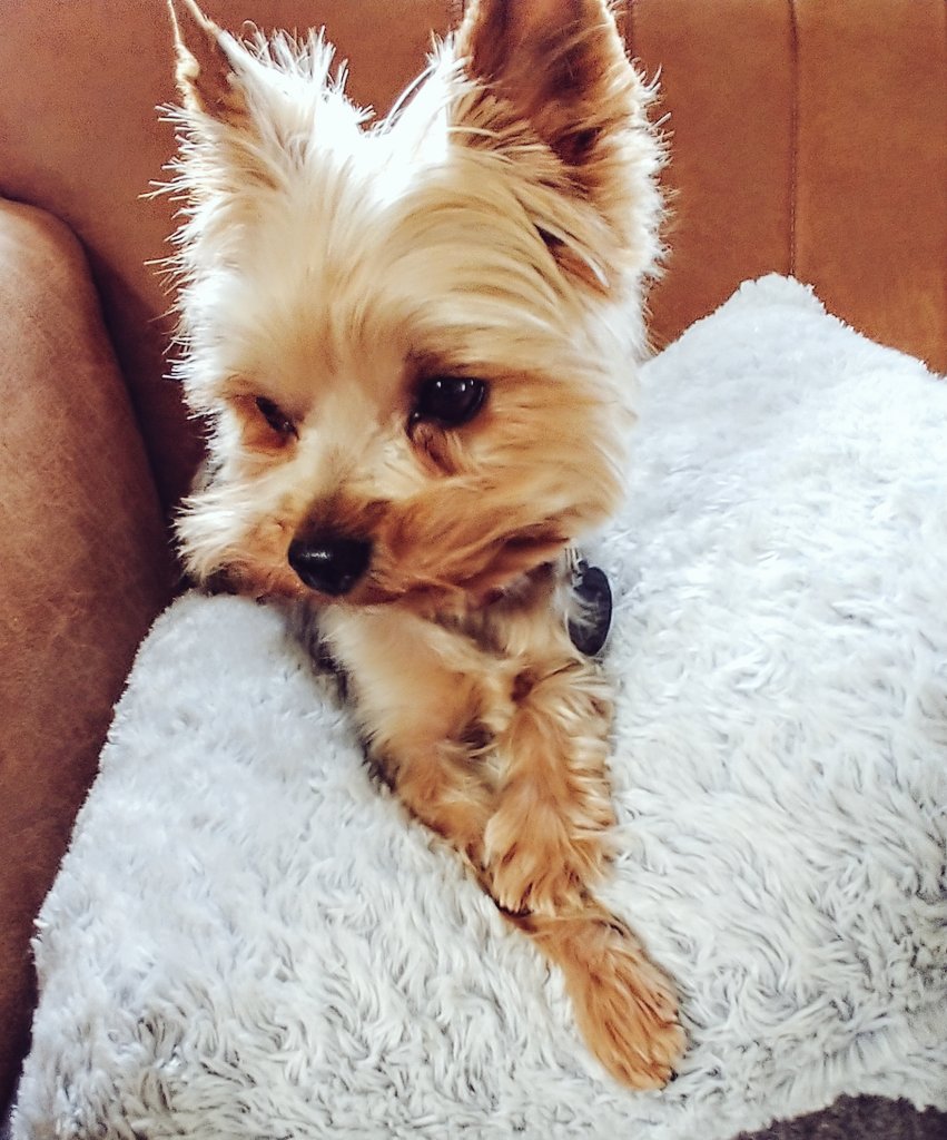 Ísi krossleggur fætur og vonar það besta að Betra líf komi upp úr kjörkössunum xS