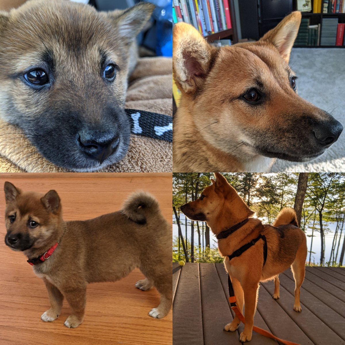 DanTheKnowlton's tweet photo. Good morning to absolutely no one except this little stinker who turns 1 today https://t.co/tJEXMwudNp