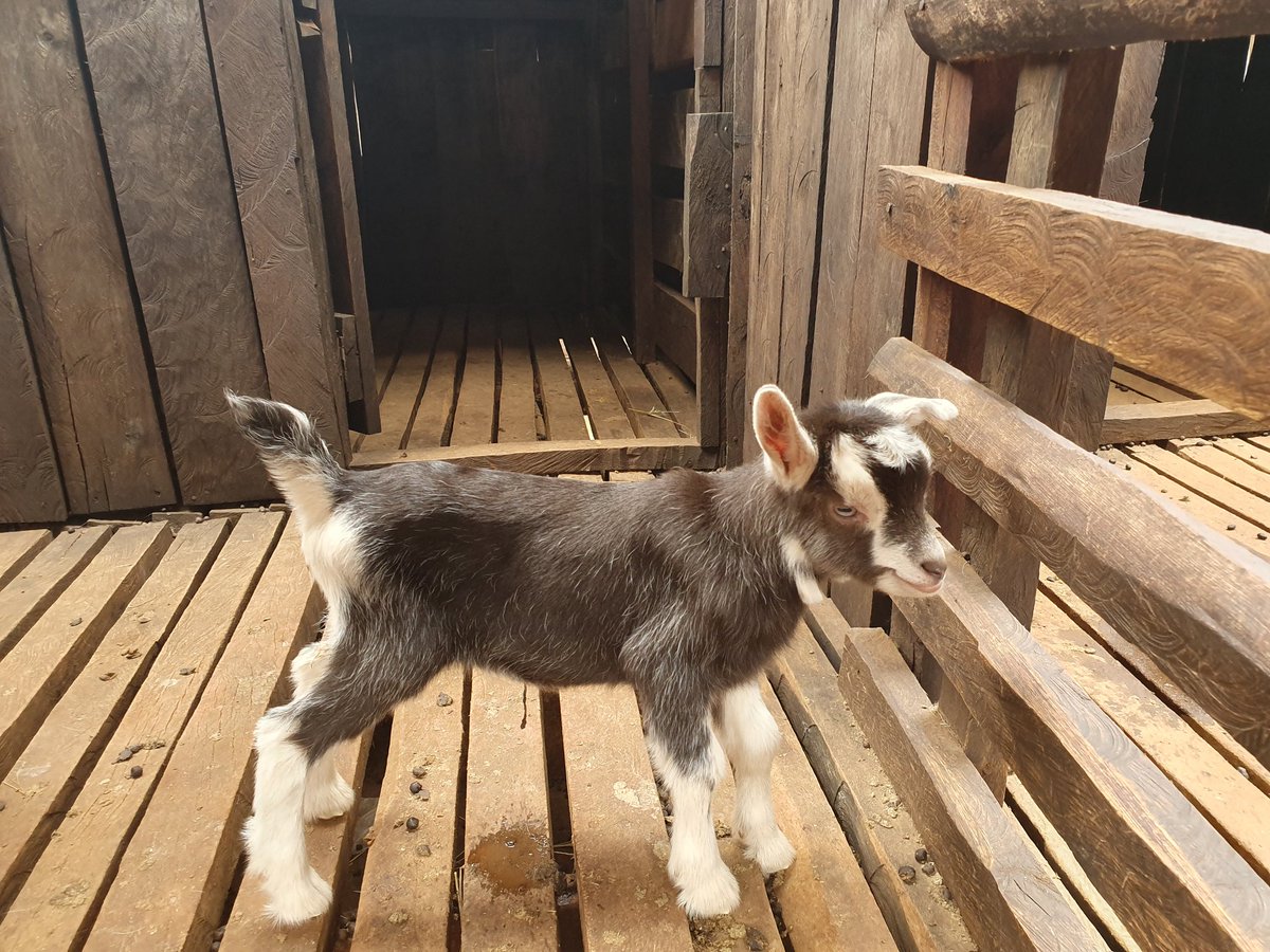 RamaraFarm's tweet photo. Meet our newest kid in the herd #Toggenbergs #Goatfarmers https://t.co/39neAlVH9c