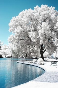 expressions77's tweet photo. #tree-beauty   #scaping https://t.co/vmKsRD2Mmu