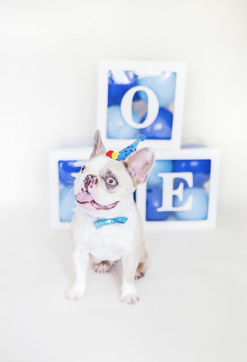 DeniseAFuller's tweet photo. #dogsoftwitter https://t.co/fpon0IpnCG