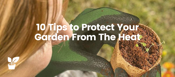 With increasingly hot summers, it is important to protect your garden. Here are 10 important tips on how to protect your garden from the heat.

irrigationsuppliesstore.com/protect-your-g…

#summerflowers #summervegetables #summergarden #summergardening #gardening #Garden #GardeningTwitter #gardeners