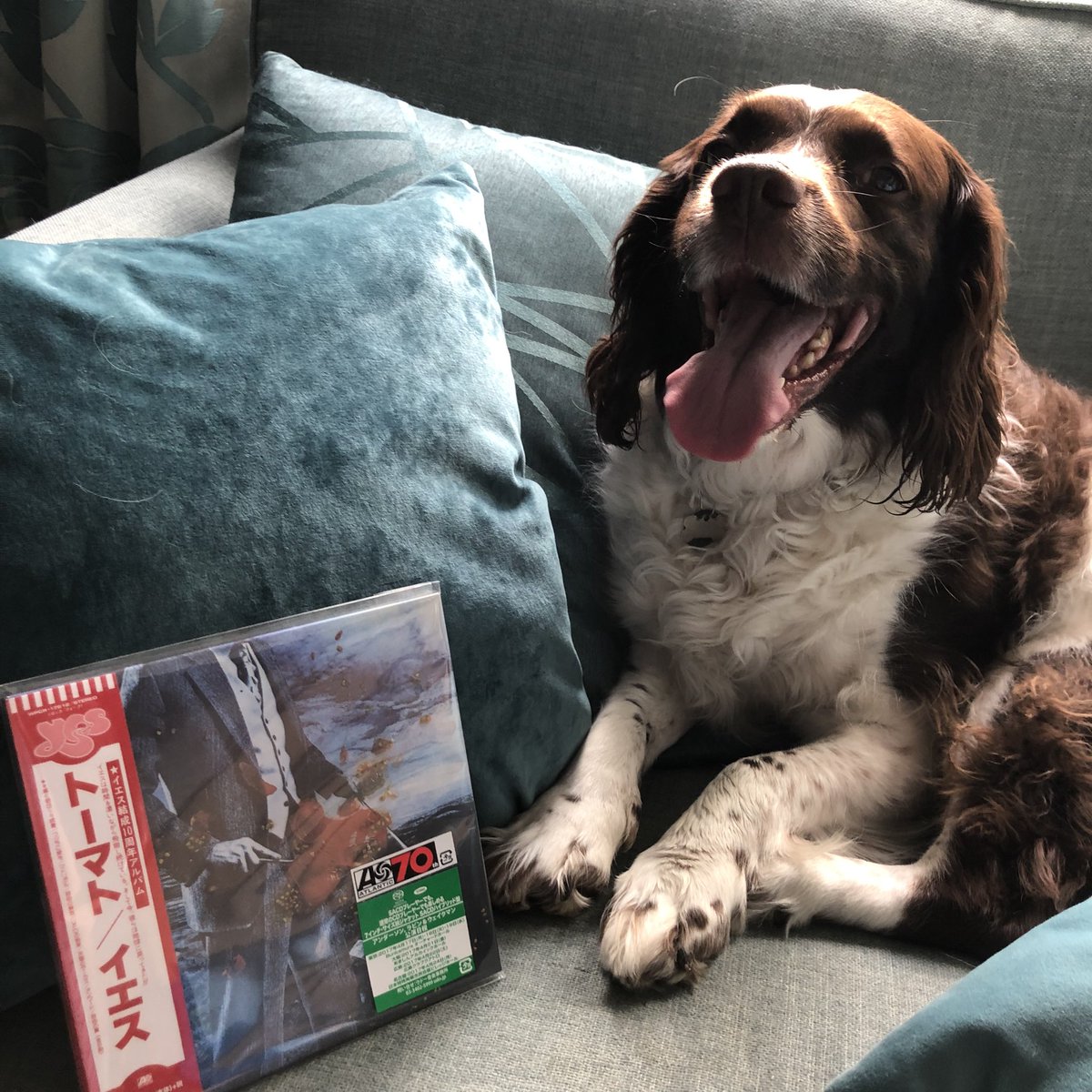 YesMusicPodcast's tweet image. Samson with the pinnacle of #progdog