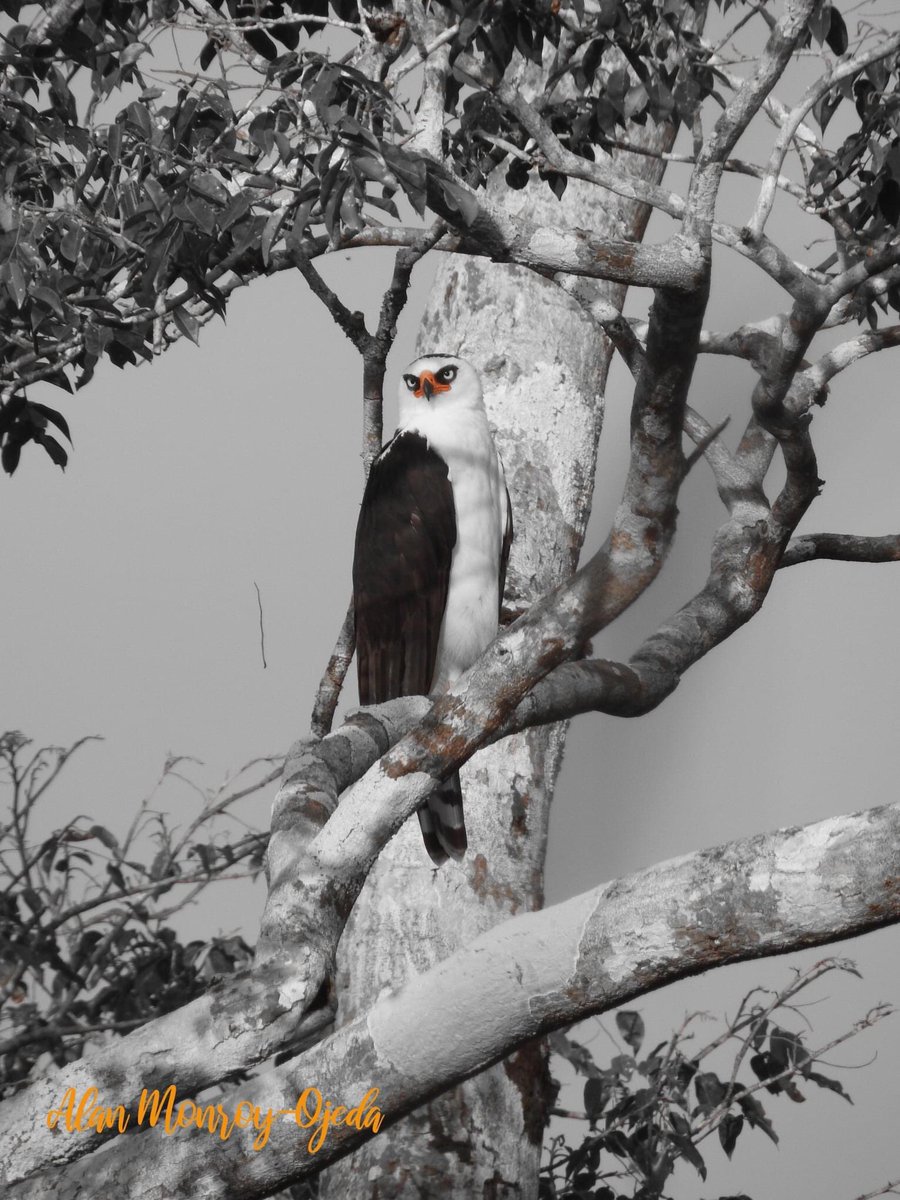 HombreyNatu_mx's tweet photo. Los espíritus de la selva aún vuelan por los rincones salvajes de nuestro México...
El Águila Albinegra (Spizaetus melanoleucus), una de las rapaces más amenazadas de las selvas de latinoamérica.#hombreynaturaleza #fernandovelez #savemexico https://t.co/4sMzVZtl4o