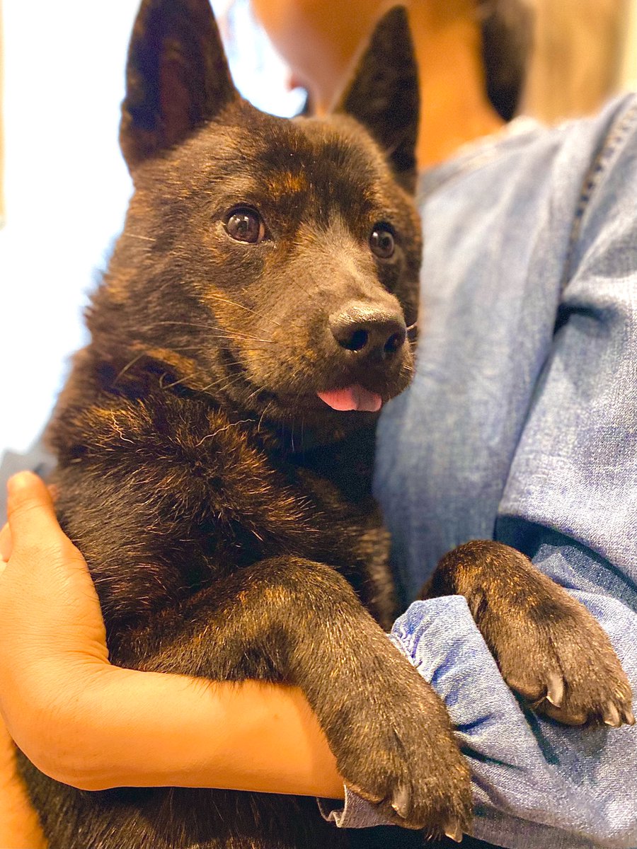 甲斐犬黒虎 V Twitter 舌斑が濃くなってきました 成犬なのにまだ10キロもないから もっともっと大きくなってね 甲斐犬 日本犬 和犬 犬 犬のいる暮らし ペット Pet Dog