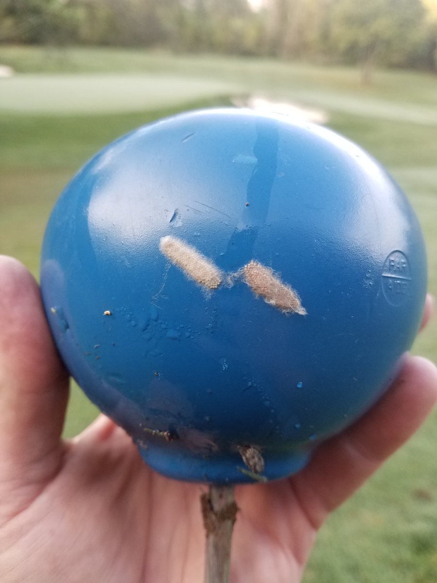 tkarch15's tweet image. These little bastards wont stop!