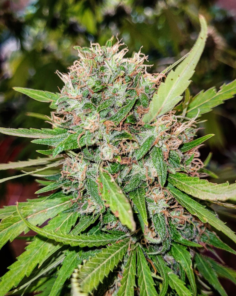 Sophie_MJ's tweet photo. Flipaló @EnSamsara ,mira👁 el super porrazo principal de #Blueberry99 @Apez140 @GreenbudSeeds @INMAQ16 🚀🚀🚀🚀🚀🚀🚀🚀
Ritual pre-corte activado💫👩🏼🌾y a disfrutar de la aromaterapia que nos regala 💚
•
#Greenbudseeds #AdrycsCove #FelizSabadoATodos
#ritual #LaSofiJardinera👩🏼🌾💫🚀 https://t.co/ALletosAS5