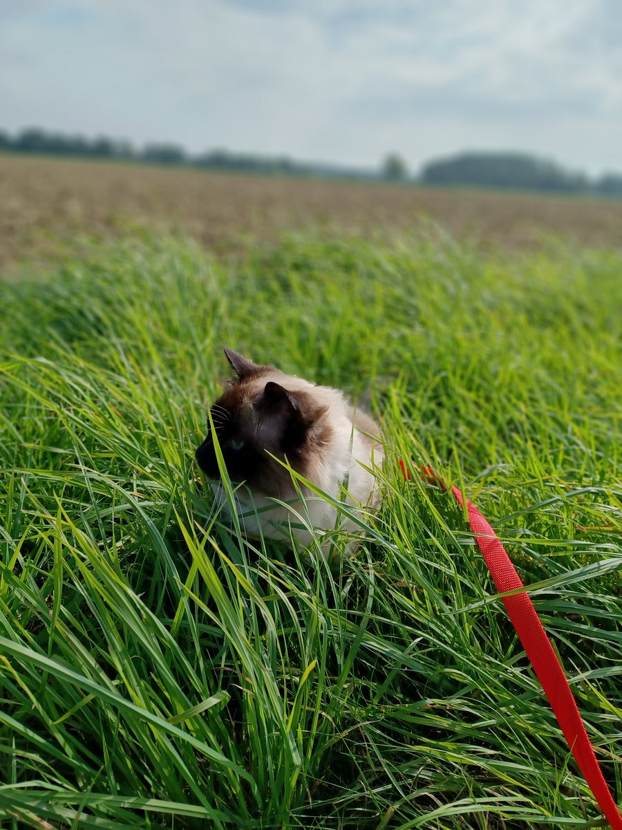 Ein Samstag mit den Katzen unterwegs