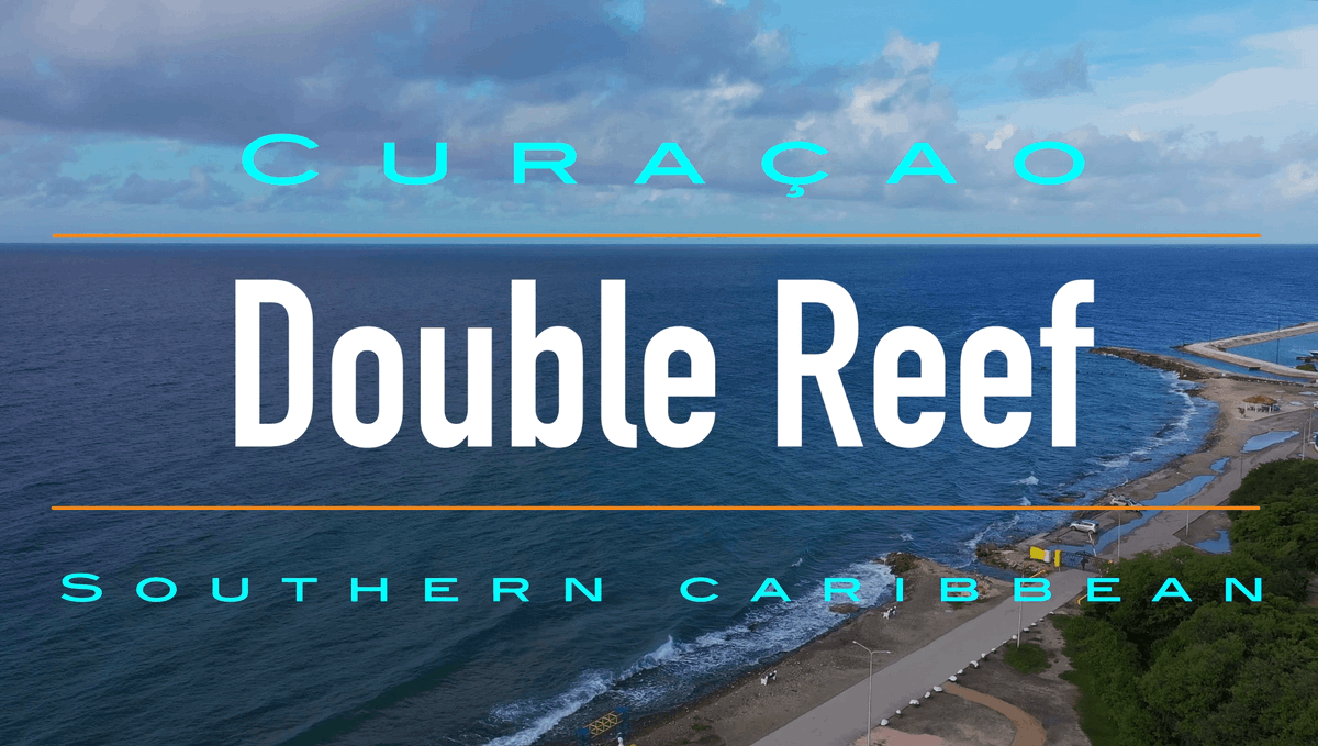 curacao_dive's tweet photo. Double Reef Dive Site ☀️ New Video Release
☑ WATCH NOW📣https://t.co/VwlZuBINd8
Double Reef is located next to the iconic shipwreck MV Superior Producer with shore access close to the Water Factory dive site in Otrabanda, Curacao! @CuracaoTravel #scubadiving #travelguide https://t.co/bekkzbBCID