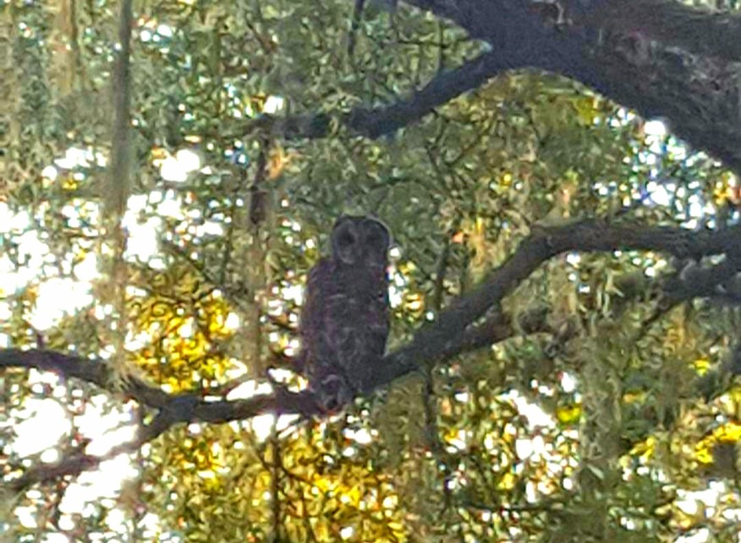 thehicklife's tweet photo. Good morning! #hicklife 🦉 https://t.co/XySpe886qo