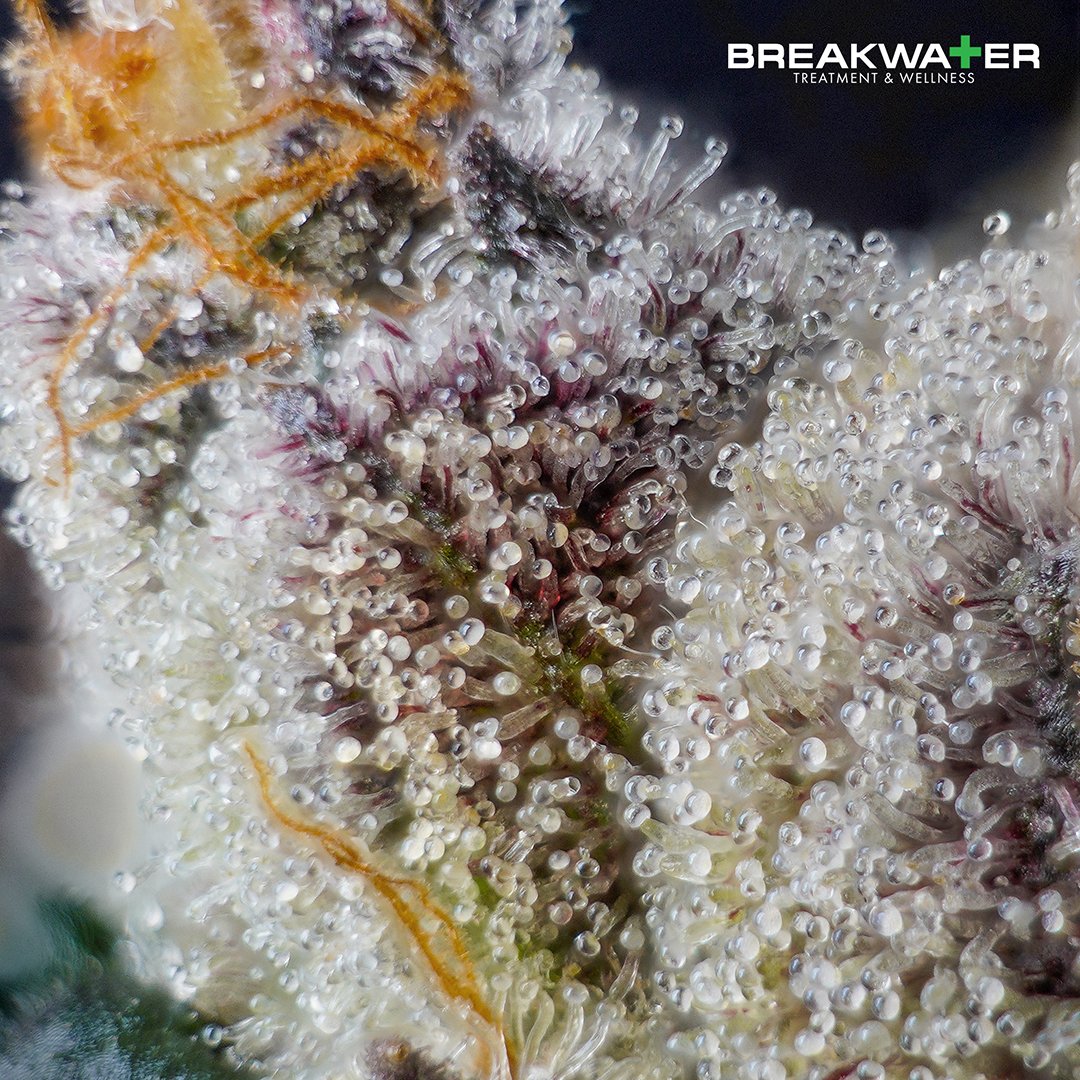 BreakwaterATC's tweet photo. Breakwater quality in microscopic detail.
#cannabis #420 #terpenes #herb #cannabisphotography #naturesmedicine #cannabisculture #njmmp #cannabiscommunity #420pics #macrophotography #macrophoto #macro #cannabissociety https://t.co/QIp7zGdC7p