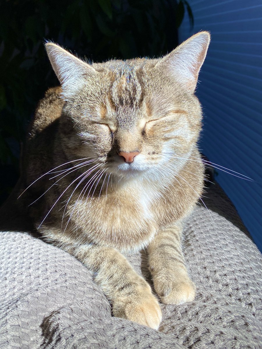 HazelandRemy's tweet photo. Happy sunny #Caturday! Find your sun puddle and breathe it in! 😸❤️🐾— Hazel and Remy #CatsOfTwitter #SaturdayMorning #SaturdayVibes #SaturdayMotivation #PositiveEnergy #PositiveVibes https://t.co/KvuXZwoWCf