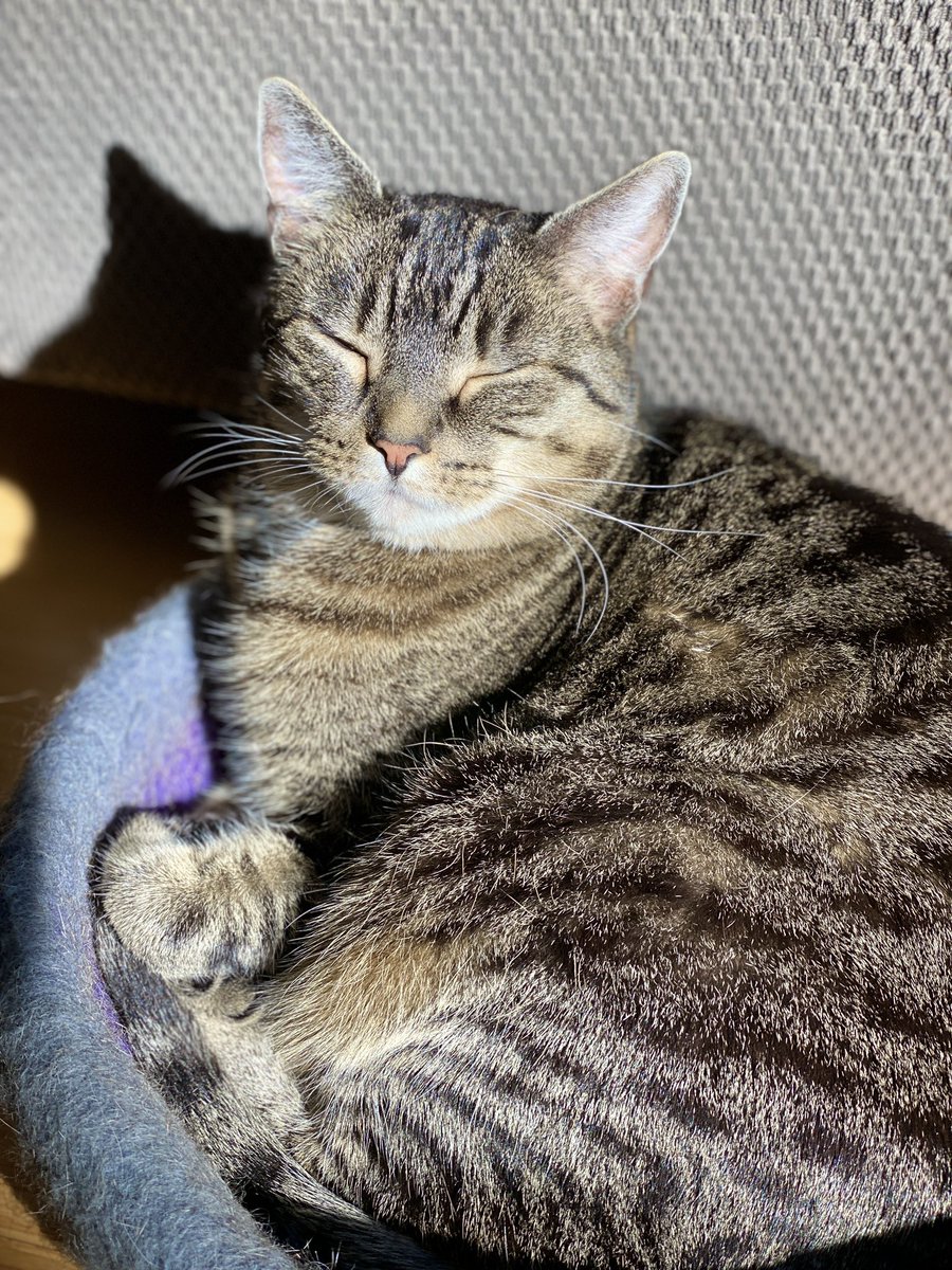 HazelandRemy's tweet photo. Happy sunny #Caturday! Find your sun puddle and breathe it in! 😸❤️🐾— Hazel and Remy #CatsOfTwitter #SaturdayMorning #SaturdayVibes #SaturdayMotivation #PositiveEnergy #PositiveVibes https://t.co/KvuXZwoWCf