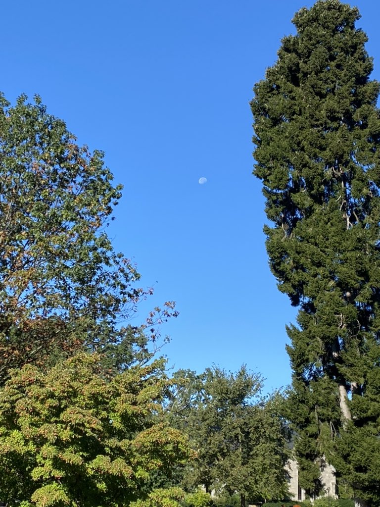 The moon in a blue sky, framed by trees.
