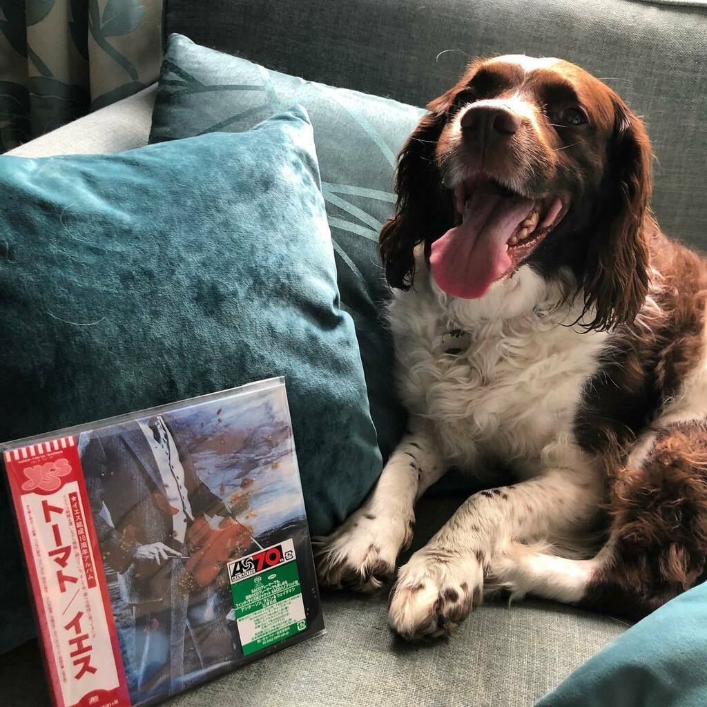 YesMusicPodcast's tweet image. Samson is guarding the greatest @yesofficial album of all for his debut in #progdog instagr.am/p/CUPrTwMs_oE/