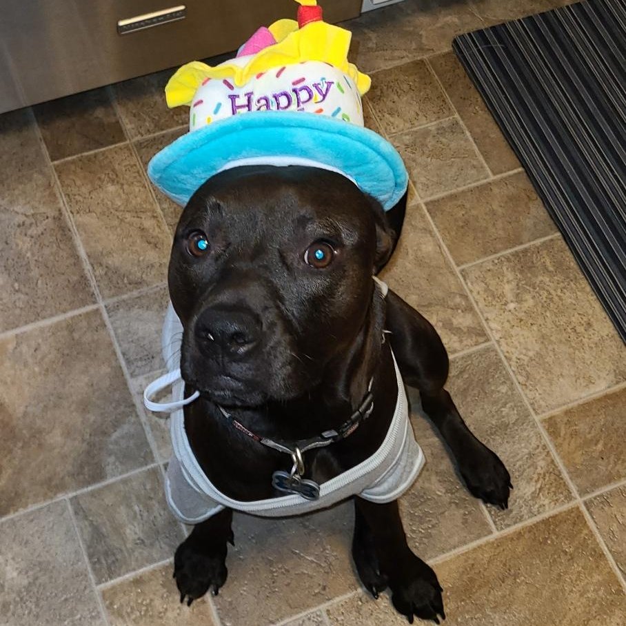 nortonteachpa's tweet photo. When your classroom theme is your dog https://t.co/2LeaElO6Wy