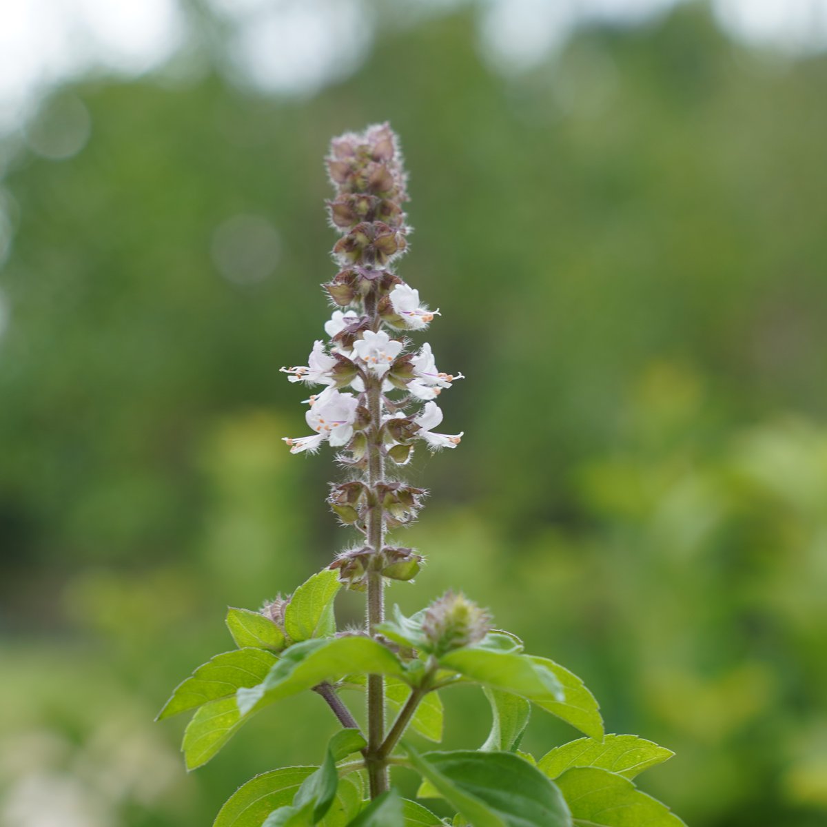 johnny_organic's tweet photo. African blue basil is an accidental hybrid variety parented by camphor basil and our favorite basil cultivar, Purple Opal! This variety is one of only a few existing perennial basil varieties, but is seedless and must be propagated through cuttings.
#AfricanBlueBasil https://t.co/G6WqjWoHjv