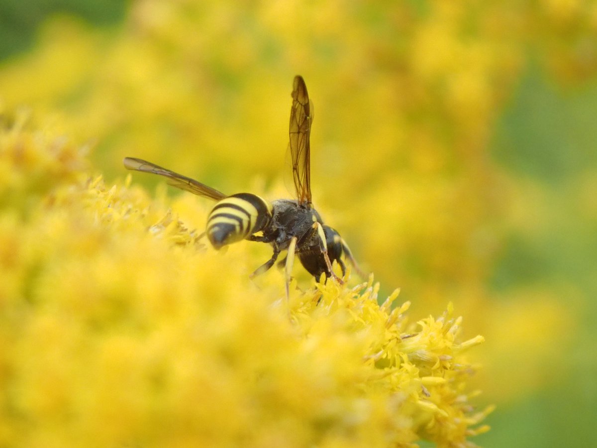 #wasp not much out today #Waspflower <a href="/bigwaspsurvey/">Big Wasp Survey</a> <a href="/WaspWoman/">Prof Seirian Sumner</a> @BroadGavin <a href="/NatureUK/">NatureUK</a>