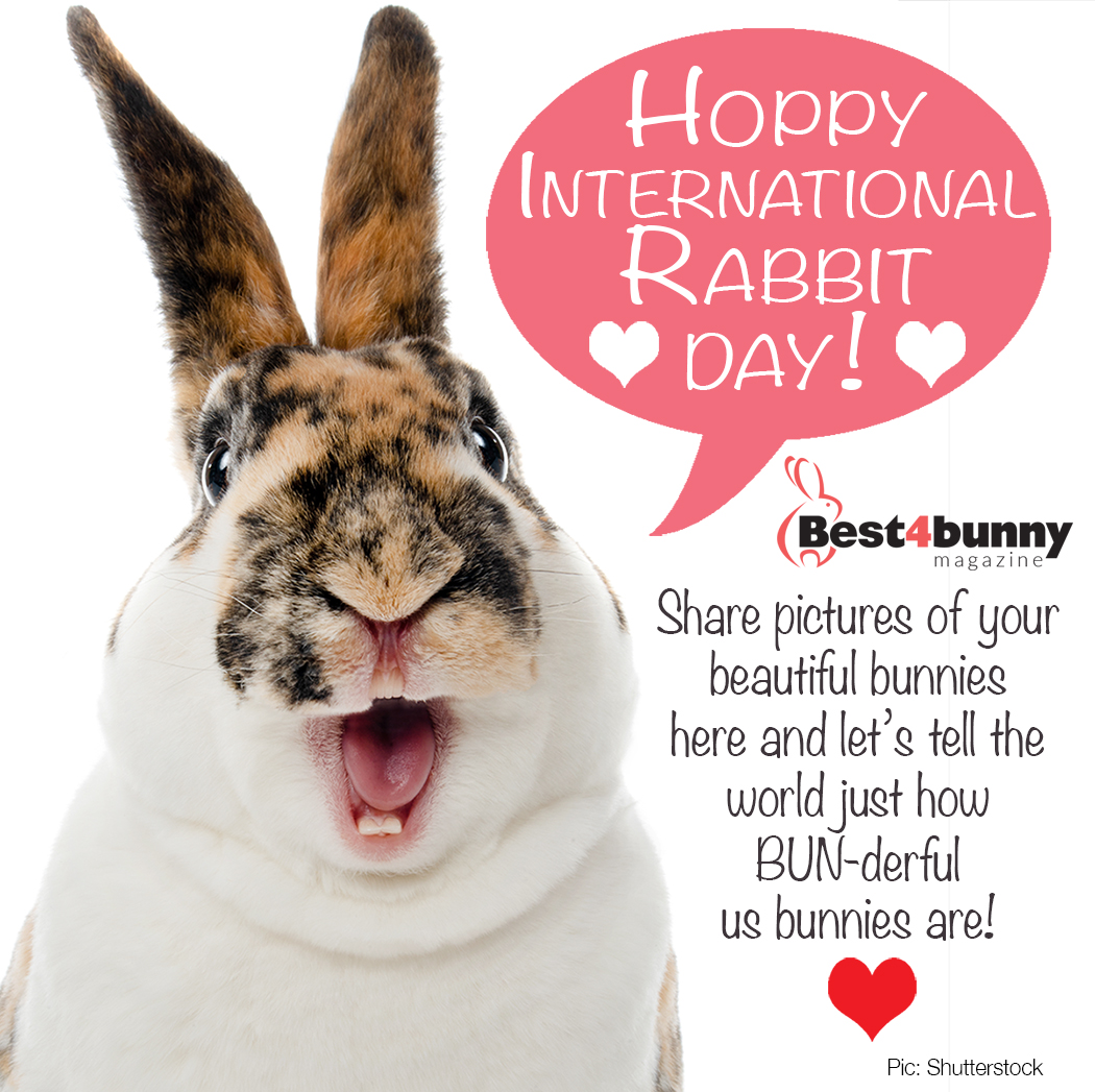 Hoppy International Rabbit Day!
Share your pictures here and let's tell everyone just how BUN-derful our bunnies are!  
#internationalrabbitday #AdoptDontShop