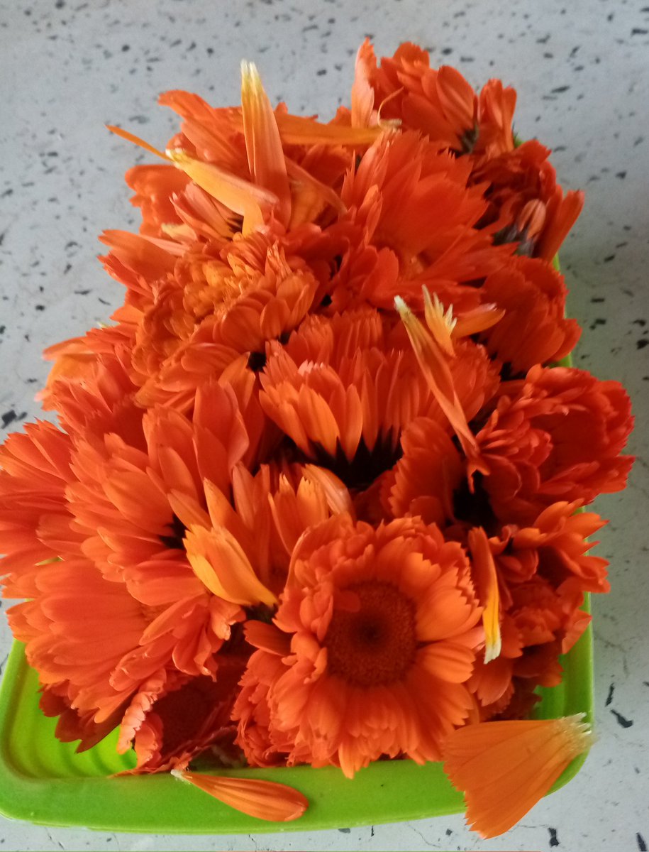 DarlinGonzalezT's tweet photo. #Plantamedicinal
#Calendula https://t.co/oVnlwGYG8j