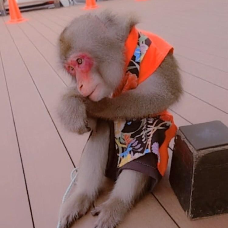 猿芸工房 على تويتر 最新のyoutubeアップしました 今更なんですけど リツイートってどうやって返すんですかね まじでtwitterのやり方が分かりません えんげいふぁくとりー おさるのちぃちゃん 可愛い