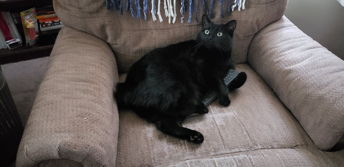 tiburon_92's tweet photo. I guess we are watching Animal Planet today.. #donttouchtheremote #Caturday #Yoda @thechrisbarron https://t.co/sHPb3O6fsk