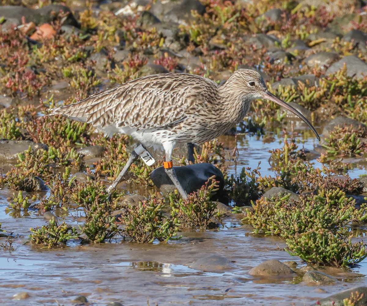 EdgecombeM's tweet photo. Leg flagged Eurasian Curlew from Snettisham yesterday. Anyone know where it was tagged? #curlew #legflag https://t.co/j5PiduV30k