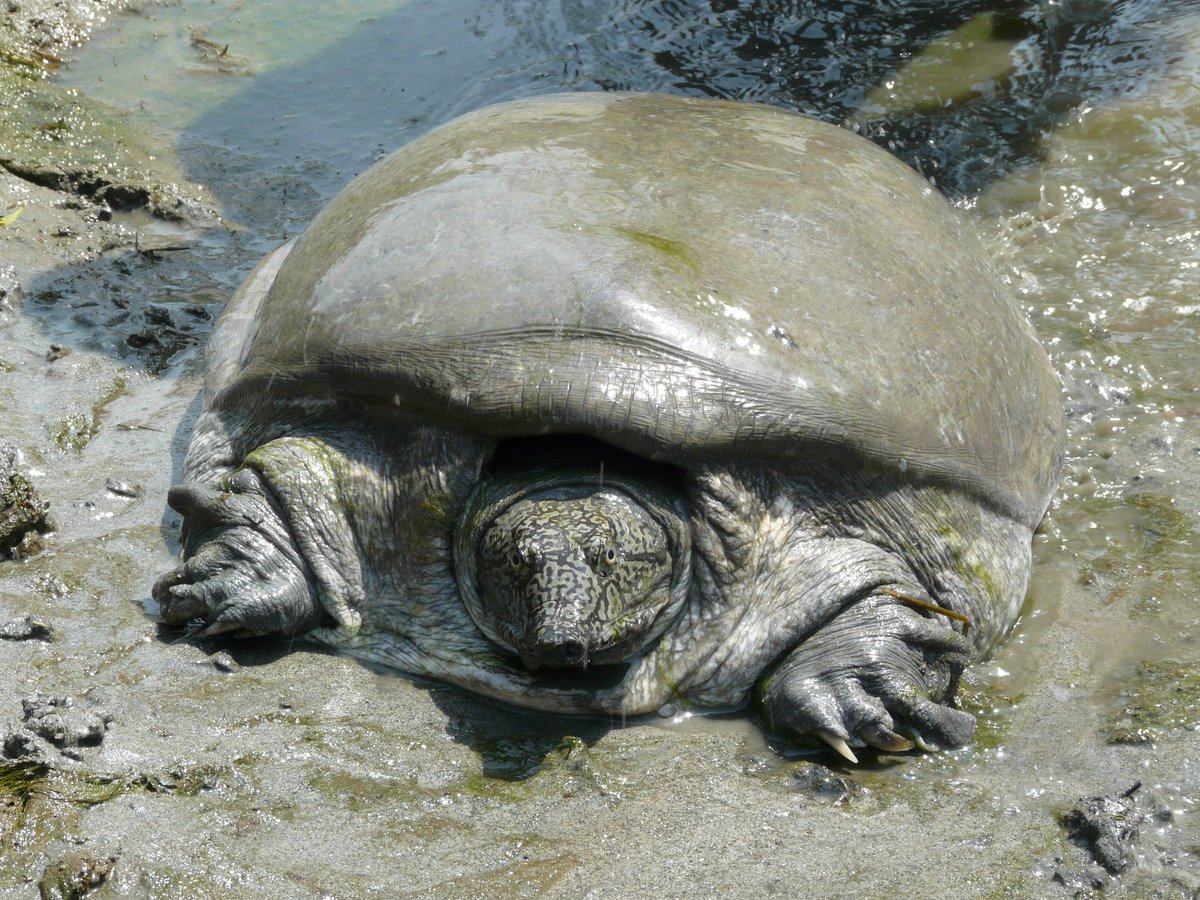 FttfIndia's tweet photo. #SoftshellSaturday
Small stable populations of the Black softshell turtle exist in temple ponds, and are considered holy by many religious communities in India and Bangladesh, and are protected and worshipped.
Tourists/pilgrims especially come to visit them.
📸 : Abhijit Das https://t.co/e35QvTgNiK