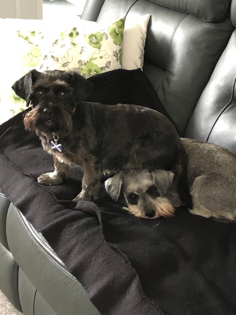 acmklm's tweet photo. Can get comfy anywhere 🤣🤣 #nationalschnauzerday https://t.co/tuDWPw5owA