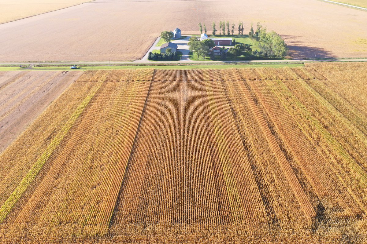 MHommez's tweet photo. Fall is the best time of the year! We are planning to harvest the #Soybean plot next week. #AlgonaLearningCenterPlot @CroplanI @Asgrow_DEKALB @DKAS_Iowa @StineSeed @NEWCooperative ππ½ https://t.co/abE5Q5j9LH