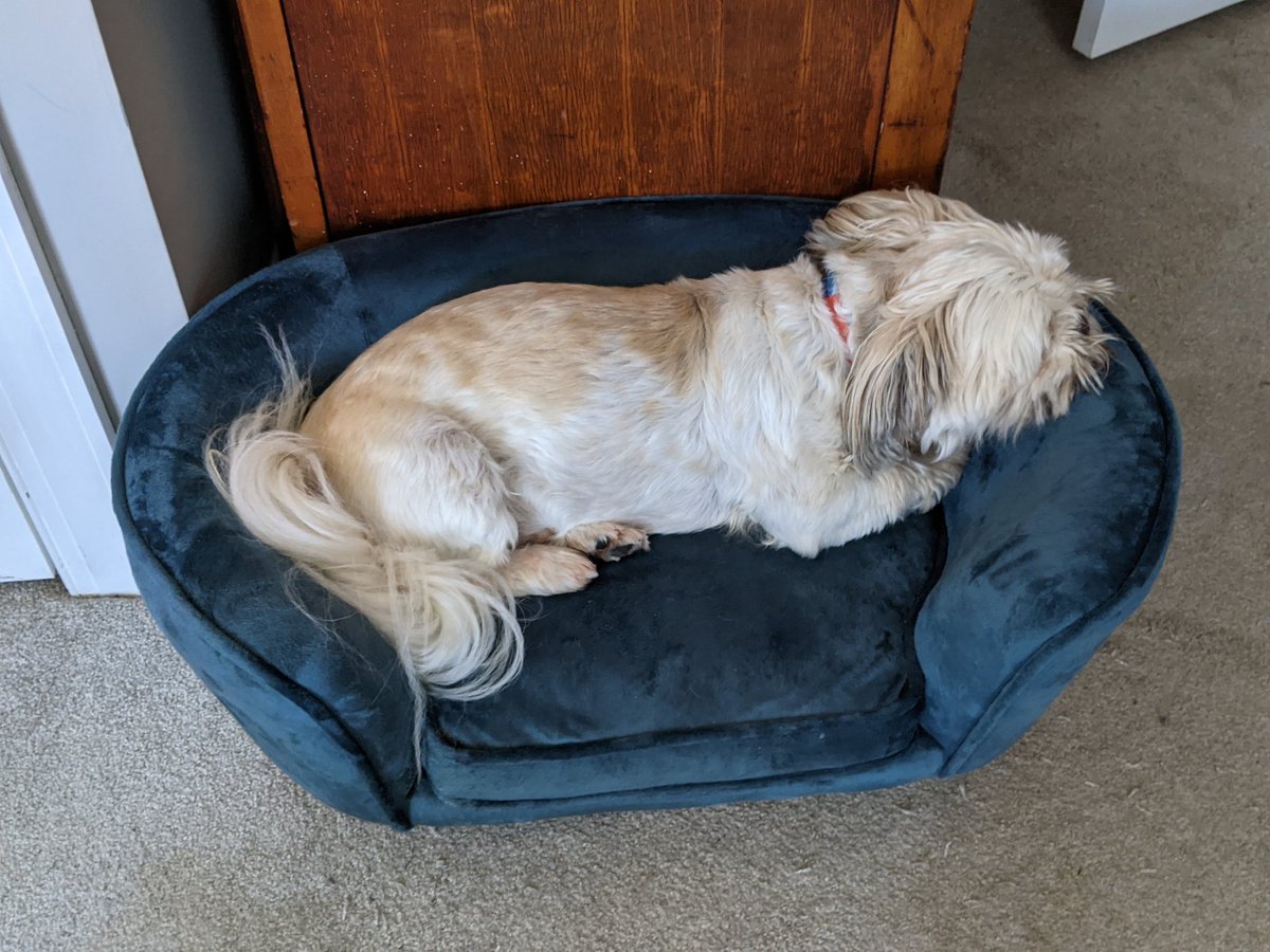 jamalenator's tweet image. Here's hoping he behaves like this 👇🏾 during my talk this afternoon 🙏🏽
#gcpets #NSGC21 #tinycouch